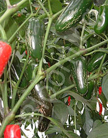 Capsicum annuum 'Jalapeno Delicias'